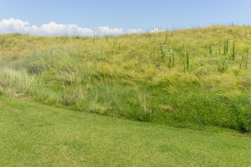 Naklejka premium Perfect grass meadow