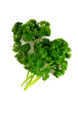 Fototapeta premium bunch of fresh curly parsley