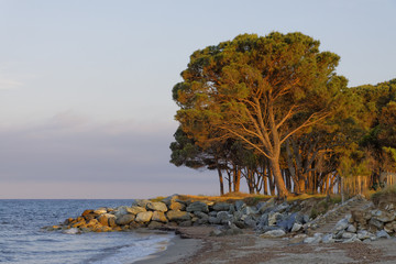 Stone pine in the evening light on the Moriani beach, Moriani Plage, Corsica, France, Europe