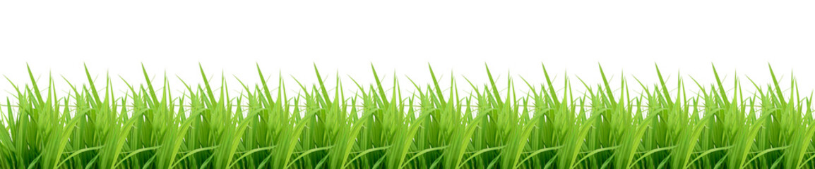 Green grass isolated on white. Panorama