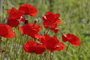 Corn Poppy (Papaver rhoeas), Corn Rose, Field Poppy, Flanders Poppy, Red Poppy, Red Weed