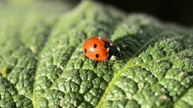 Marienkäfer auf Blatt