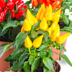 close up yellow, red, orange hot chili peppers in pot is isolate