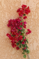 Paper flower (Bougainvillea glabra), Lesser Bougainvillea from Corsica, France, Europe