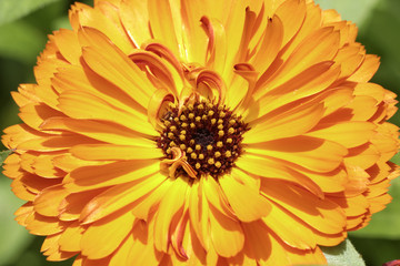 Calendula officinalis, Pot Marigold, Ruddles, Common marigold, English marigold, ornamental flower in summer