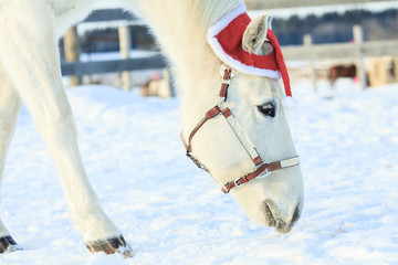 horse with santa hat