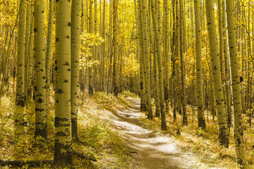 Golden Aspen Forest on Colorado Trail