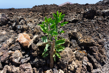 Volcanic area of Lanzarote
