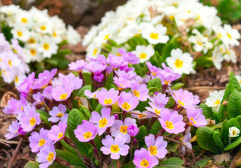 Small shrubs spring garden flowers evening primrose - obrazy, fototapety, plakaty