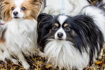 Gorgeous papillons standing  in autumn forest