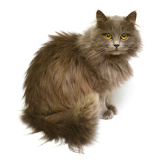 Beautiful fluffy British cat