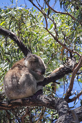 Koala (Phascolarctos cinereus)