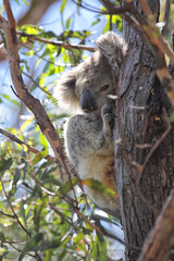 Koala (Phascolarctos cinereus)