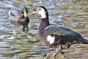 Animals: Muscovy Duck with red head