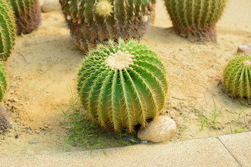 Golden Barrel Cactus