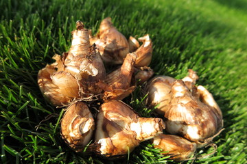 Cultivar daffodils (Narcissus) bulbs lying on the fresh lawn grass in the autumn garden