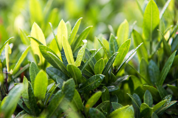 Obraz premium Dew on leaves