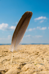 Beach background with feathers