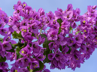 Violet Bougainvillea branch on the background of blue sky