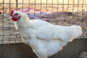 white curious rooster in penumbra