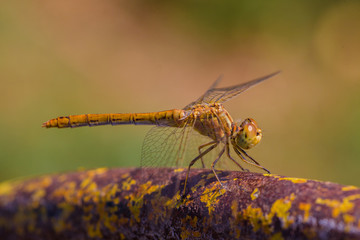 Dragonfly sits