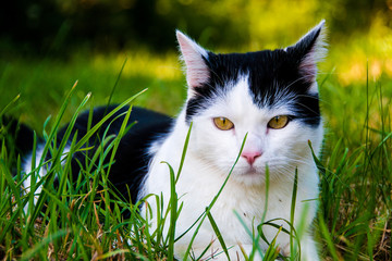 sweet kitten relaxing on grass