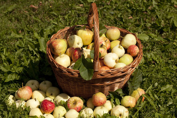 apples in basket