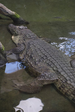 brown alligator resting on the sand beside a river