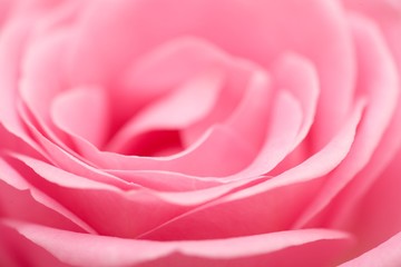 Fototapeta na wymiar Close up of the pink rose petails. Small DOF