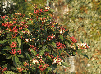 Viburnum tinus