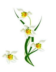 spring flowers snowdrops isolated on white background