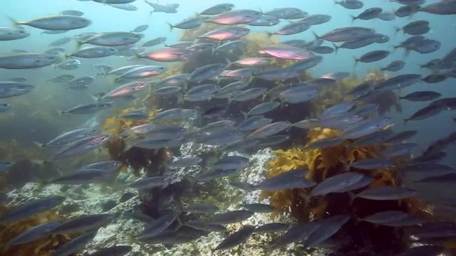 School of Jack mackerel (Trachurus novaezelandiae) fish underwater at Poor Knights Islands, New Zealand 