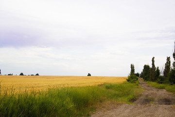 The colors of summer