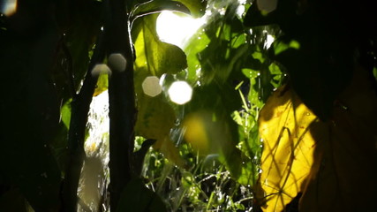 Close up shot of some leaves in a garden during watering.