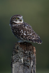 Little Owl (Athene Noctua)/Little Owl perched on stump against a dark forest background