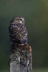 Little Owl (Athene Noctua)/Little Owl perched on stump against a dark forest background