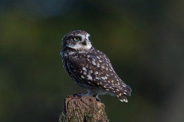 Little Owl (Athene Noctua)/Little Owl perched on stump against a dark forest background