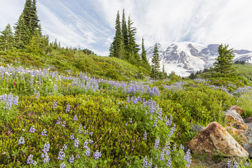 Mt. Ranier Lupine Hillside