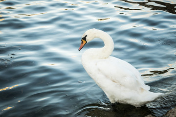 Swan with feet on water, Danube river, wien