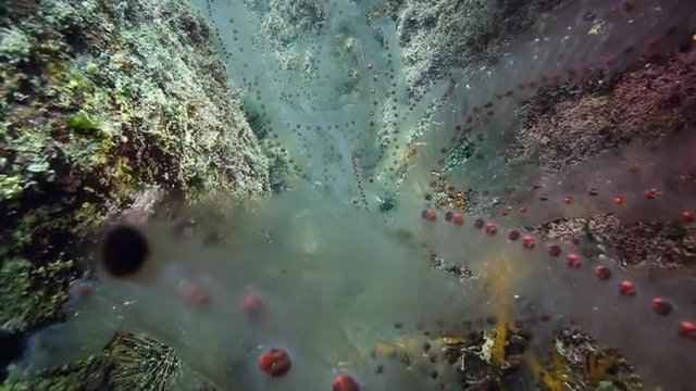 Salps chains accumulating on ocean floor at Poor Knights Islands, New Zealand 