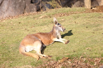 Red kangaroo (Macropus rufus)
