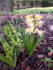Blooming Hyacinth east (Hyacinthus orientalis), Hyacinth