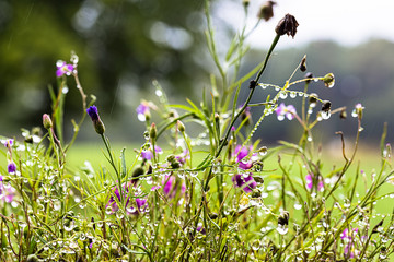 fleurs des prés avec de la rosée au petit matin 