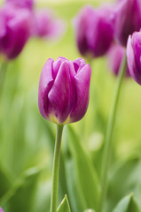 Violet tulip flowers