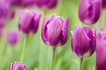 Violet tulip flowers