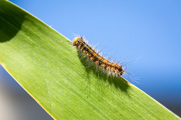 chenille grimpant sur une feuille verte en macro,  fond bleu