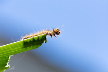 chenille au bout d'une feuille en macro, fond bleu