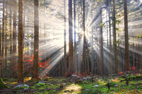Fototapeta Magical sun rays in forest landscape. Lovely autumn colors in dreamy forest.