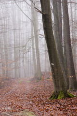 buczyna łagowska las mgła © qrrr