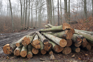 drewno w lesie bukowym
